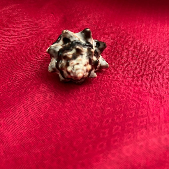 Shell ring size 8.5 - Picture 2 of 3